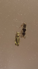 Stathmopoda megathyma