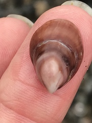 Crepidula adunca