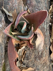 Kalanchoe paniculata