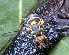 Bactrocera dorsalis
