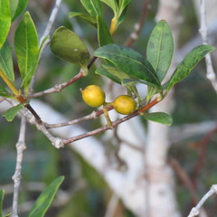 Alyxia spicata