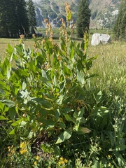 Koenigia phytolaccifolia