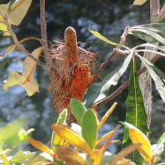 Banksia dentata