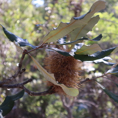 Banksia dentata