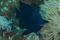 Neoglyphidodon melas