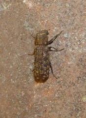 Lichenophanes bicornis