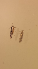 Stathmopoda megathyma