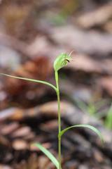 Pterostylis agathicola