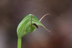 Pterostylis agathicola
