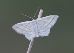 Scopula virgulata