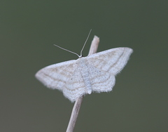 Scopula virgulata
