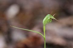 Pterostylis agathicola