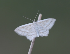 Scopula virgulata