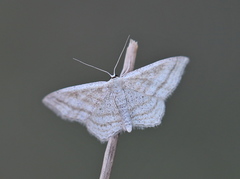 Scopula virgulata