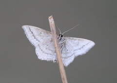 Scopula virgulata