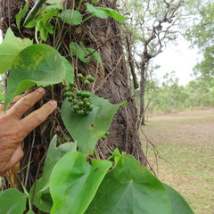 Tinospora smilacina