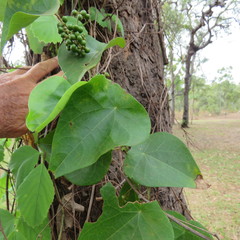 Tinospora smilacina