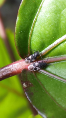 Oxycarenus luctuosus