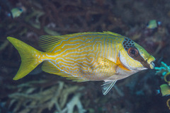 Siganus puellus