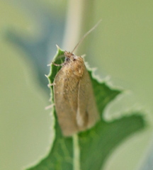 Aphelia viburnana