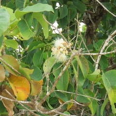 Syzygium suborbiculare
