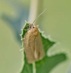 Aphelia viburnana