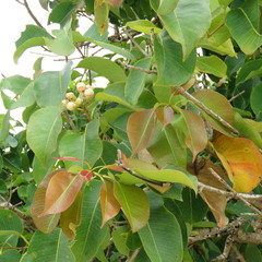 Syzygium suborbiculare