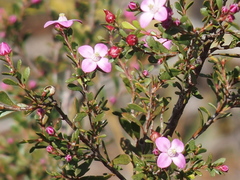 Boronia crenulata