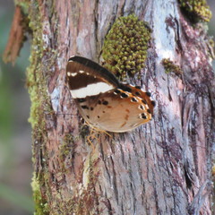 Praetaxila segecia