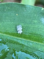 Corythucha marmorata