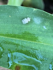 Corythucha marmorata