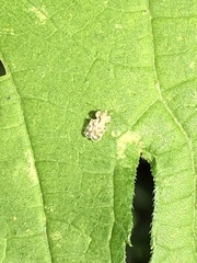 Corythucha marmorata