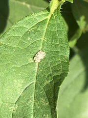 Corythucha marmorata