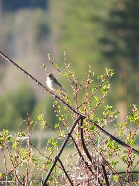 Booted Warbler