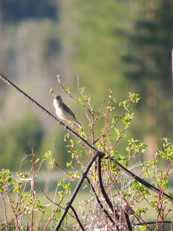 Booted Warbler