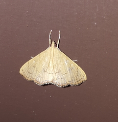 Hyalobathra crenulata