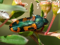 Castiarina scalaris