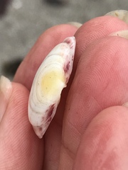 Semele rubropicta