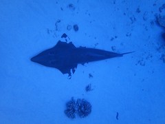 Rhynchobatus australiae