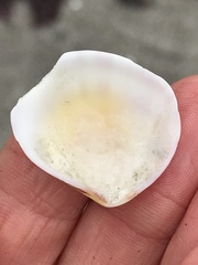 Semele rubropicta