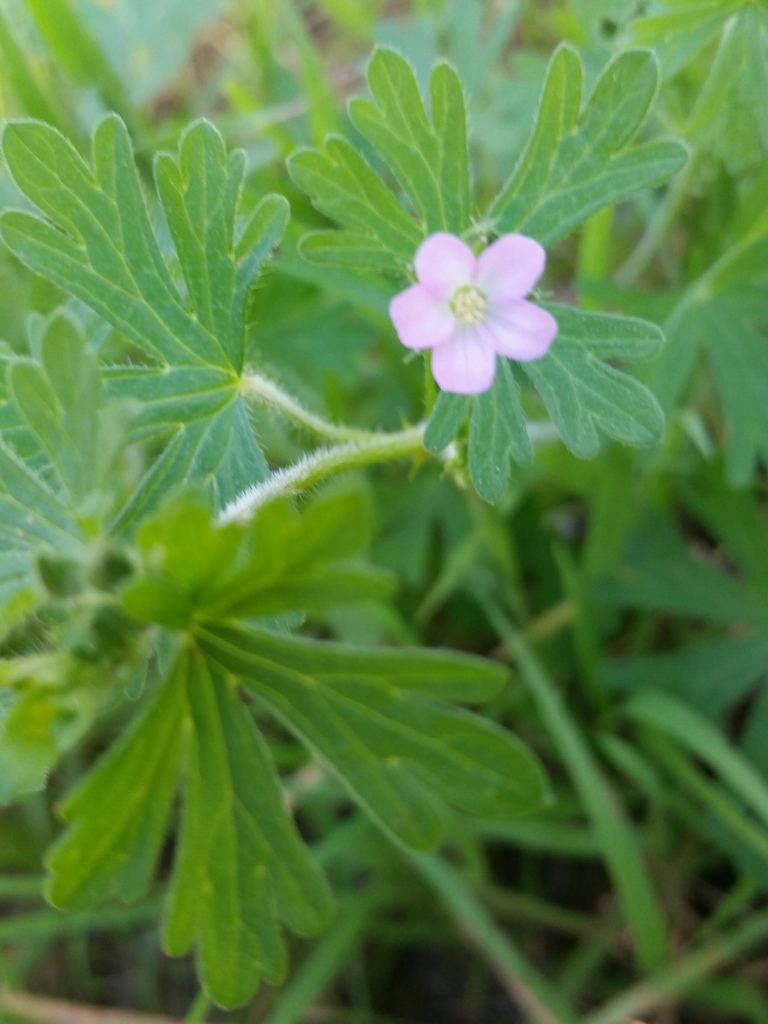 New Zealand geranium