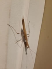 Mantis religiosa