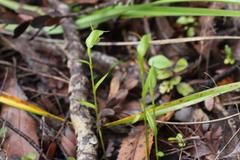 Pterostylis agathicola