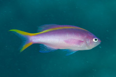 Mirolabrichthys tuka