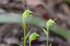 Pterostylis agathicola