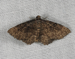 Chrysolarentia squamulata