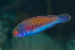 Cirrhilabrus solorensis