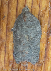 Acleris effractana