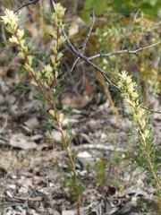 Petrophile squamata