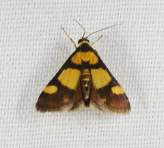 Deuterarcha xanthomela